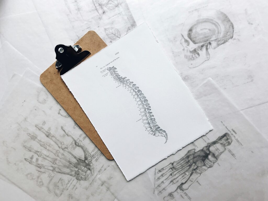 drawing of anatomical human spine